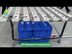 การทำฟาร์มแนวตั้ง Soilless Cultivation Hydroponic NFT Square Pipe SystemSystem