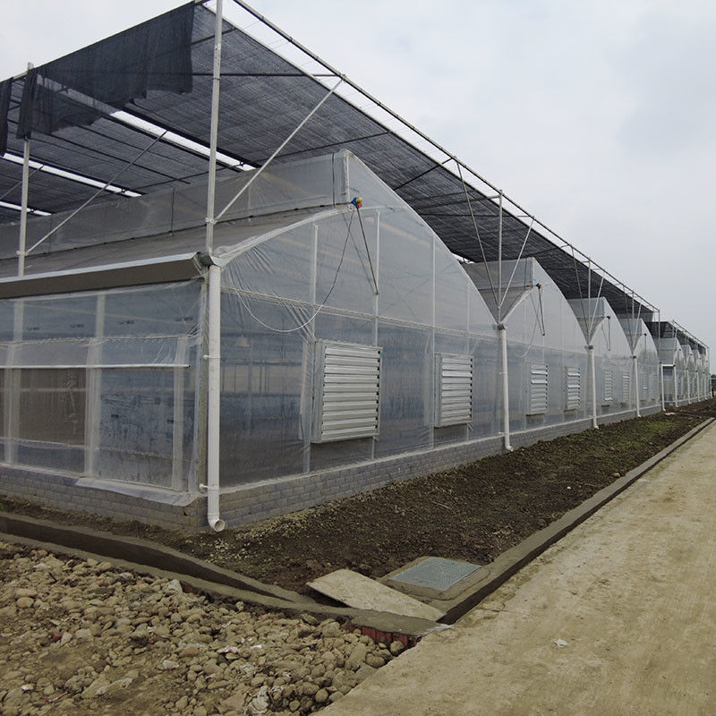 โรงเรือนกระจก Poly Multi-Span ด้วยหลังคาปูนสําหรับการระบายอากาศทางธรรมชาติและการกระจายแสง
