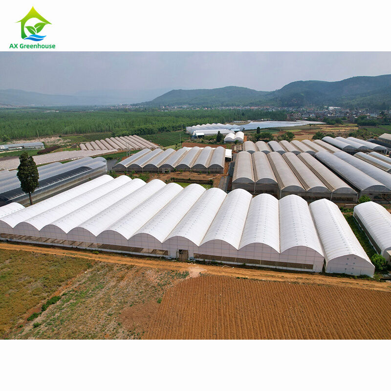 โรงเรือนกระจกหลายช่วงสำหรับเกษตรกรรมขนาดใหญ่ | โรงงานเรือนกระจกมืออาชีพสำหรับการปรับแต่งจำนวนมาก
