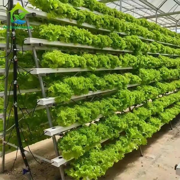 ระบบการปลูกพืชไร้ดินในโรงเรือนแบบ A-frame เทคนิคการปลูกพืชแบบ NFT (Nutrient Film Technique) ช่องทางปลูกผักที่มีประสิทธิภาพ