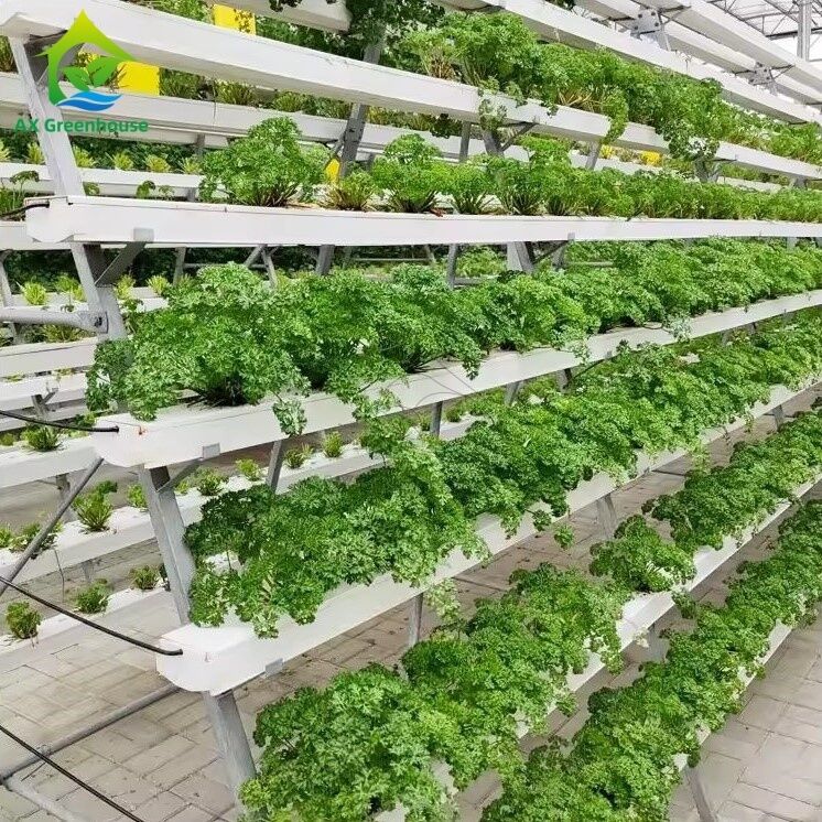 ระบบการปลูกพืชไร้ดินในโรงเรือนแบบ A-frame เทคนิคการปลูกพืชแบบ NFT (Nutrient Film Technique) ช่องทางปลูกผักที่มีประสิทธิภาพ
