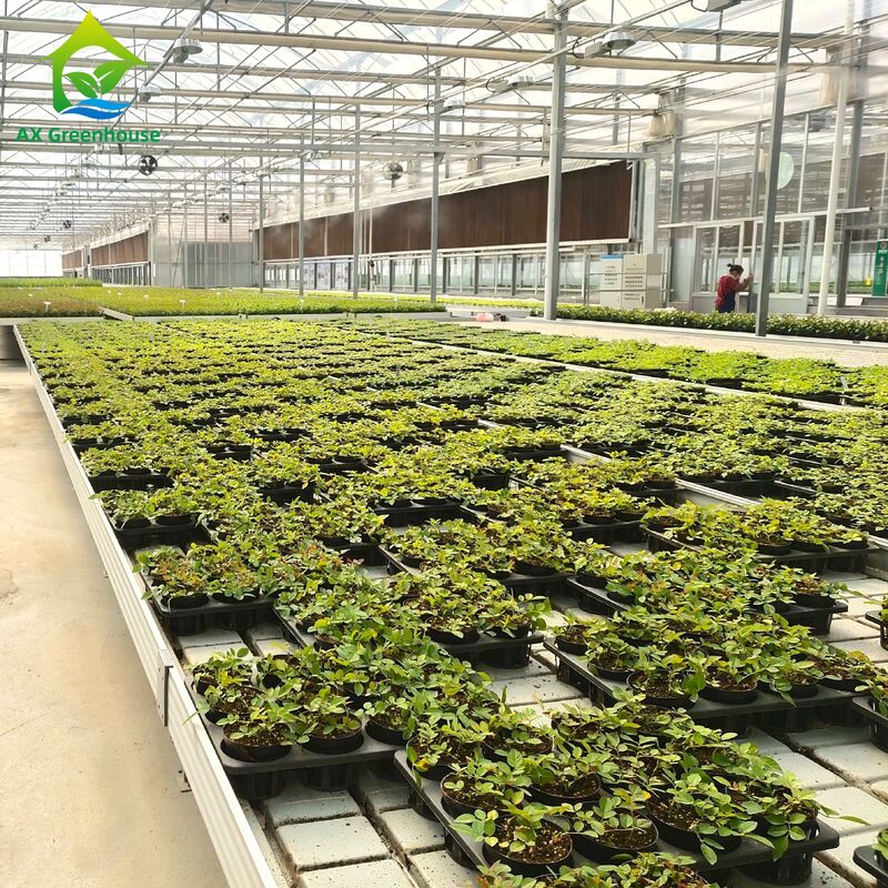 รามอัลลูมิเนียมพาณิชย์ Ebb & Flow Bench ที่ปรับความสูงและกระเบื้อง PP/ABS ที่บูรณาการสําหรับเรือนกระจก
